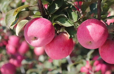 革命老区的ky开元苹果王